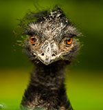 Emu
